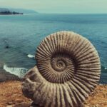 spiral shape of a fossil ammonite shell on brown sand near body of water